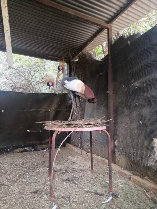 Casa Rural En El Campo Con Animales, Piscina Y Barbacoa Almodóvar del Río Exteriör bild