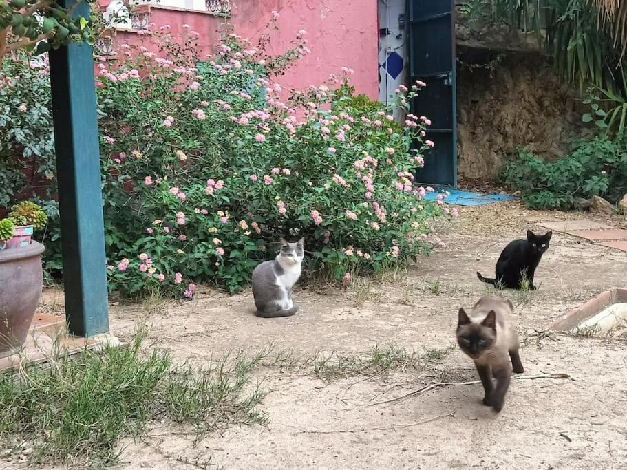 Casa Rural En El Campo Con Animales, Piscina Y Barbacoa Almodóvar del Río Exteriör bild