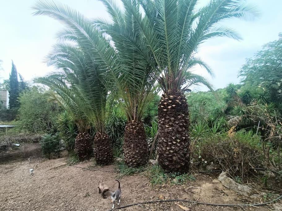 Casa Rural En El Campo Con Animales, Piscina Y Barbacoa Almodóvar del Río Exteriör bild