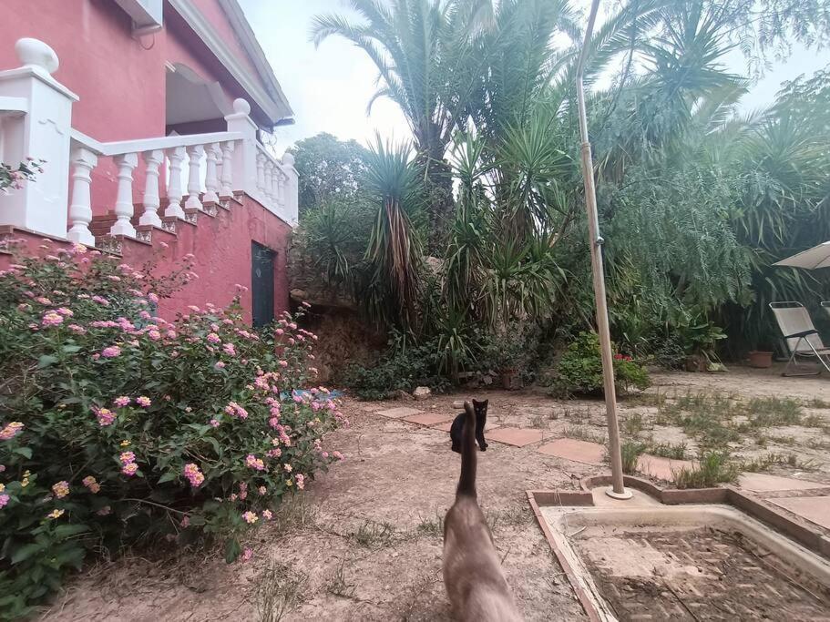 Casa Rural En El Campo Con Animales, Piscina Y Barbacoa Almodóvar del Río Exteriör bild