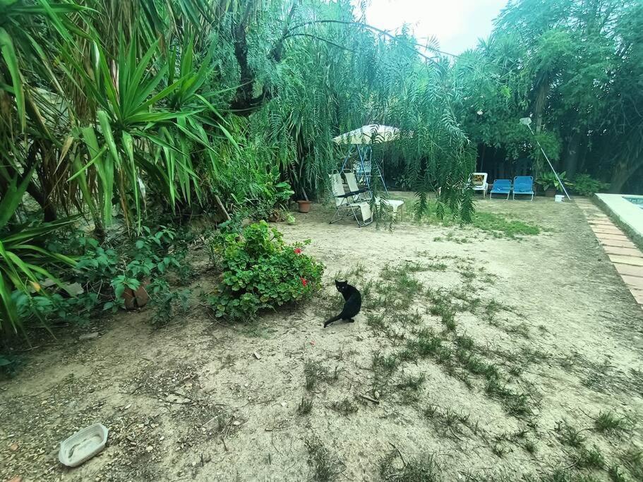 Casa Rural En El Campo Con Animales, Piscina Y Barbacoa Almodóvar del Río Exteriör bild