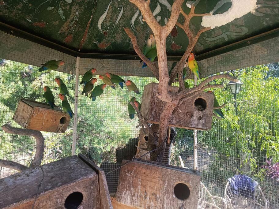 Casa Rural En El Campo Con Animales, Piscina Y Barbacoa Almodóvar del Río Exteriör bild