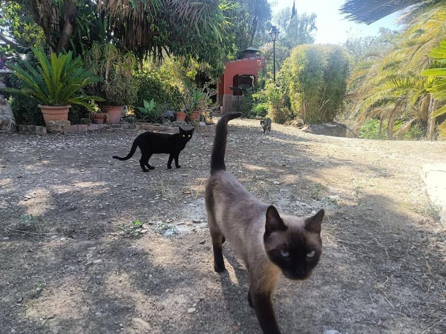 Casa Rural En El Campo Con Animales, Piscina Y Barbacoa Almodóvar del Río Exteriör bild